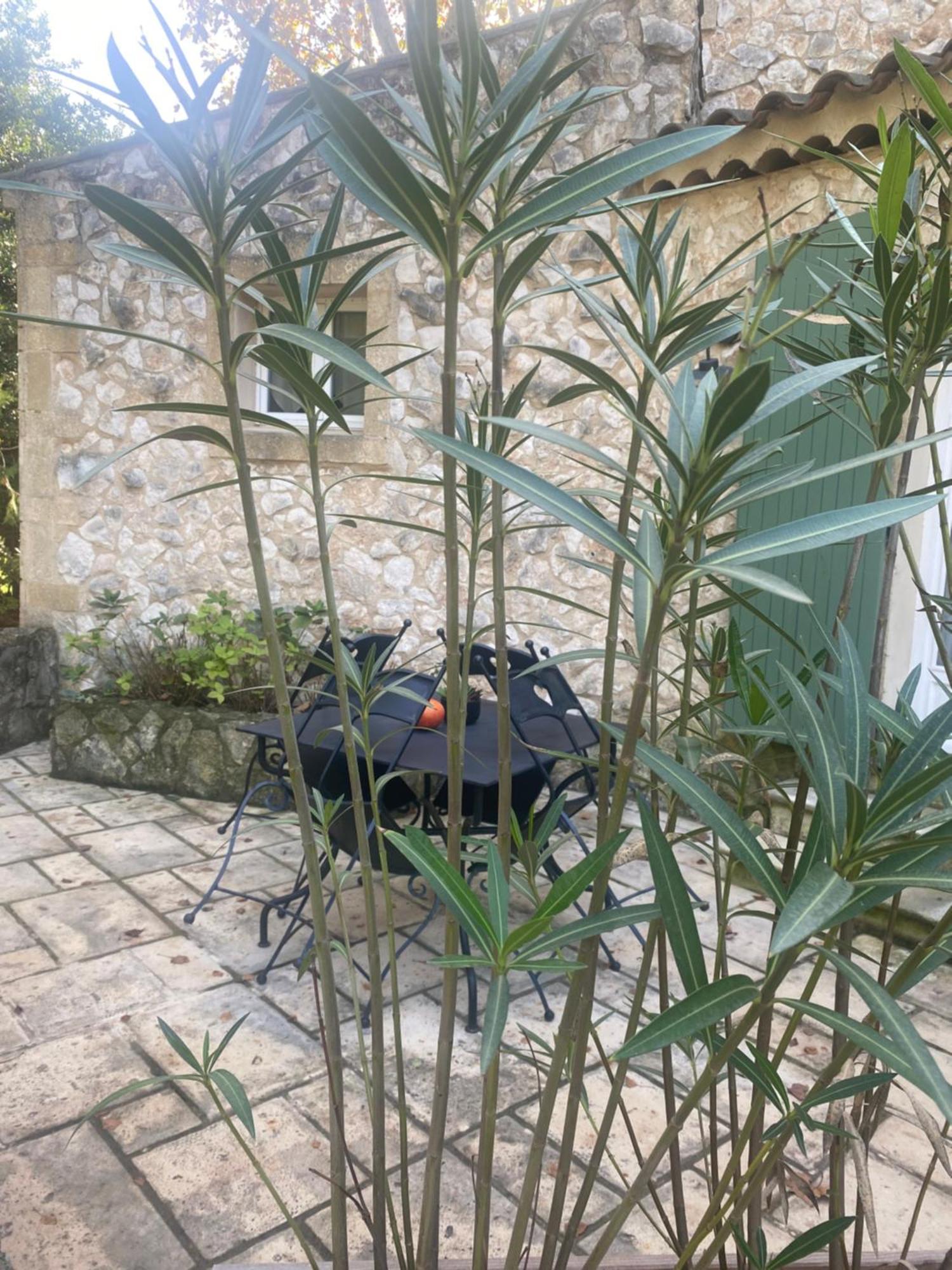 Mas De L'Ile Bed & Breakfast Avignon Exterior photo